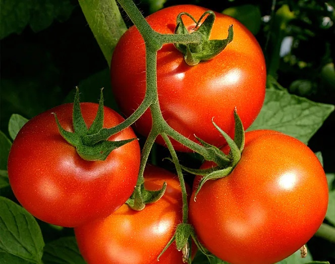 Сента Энерджи Ко., Лтд.